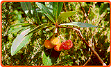Erdbeerbaumfrüchte