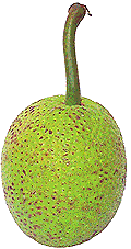 Brotbaumfrucht