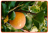 Aprikosenbaum