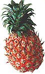 Ananas Red Skin
