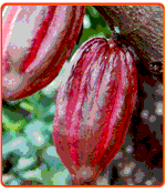 Kakaobaum