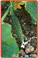 Gurkenpflanze