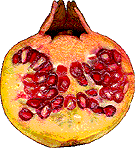 Granatapfel aus Spanien
