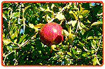 Reifer Granatapfel
