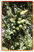 Macadamianüsse am Baum