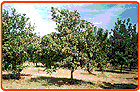 Macadamianußbaum