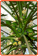 Papayabaum
