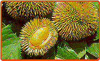 Wilder Durian